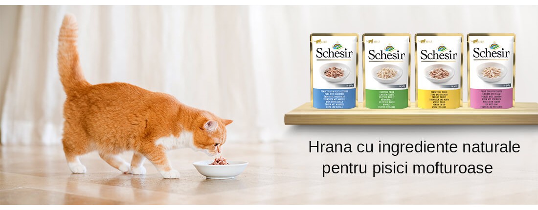 schesir_umeda_pisici