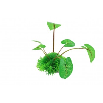 Planta decorativa Hemianthus&Echinodorus Cordifolius 10cm