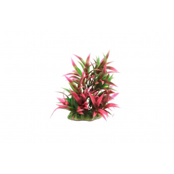 Planta decorativa pentru acvariu Rotala Macrandra 16cm